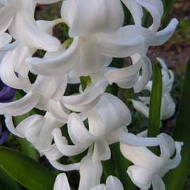 hyacinth